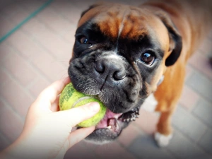 dog, Ball, hand, boxer