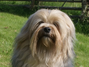 Lion boys, Head, grass, Lowchen