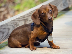braces, Brown, dachshund