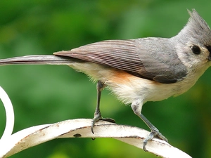 branch, tit, bilberry