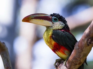 branch, Toucan, Bird