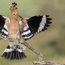 wings, branch, booby, spread, Bird