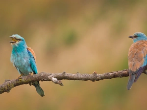branch, Two, Coracias