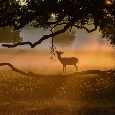 grass, Fog, trees, branch pics, deer