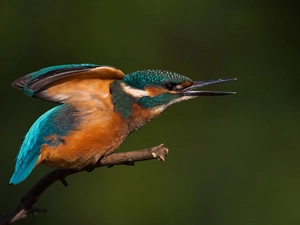 branch, Bird, kingfisher