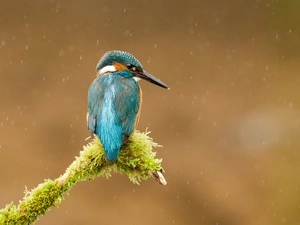 kingfisher, Moss, Rain, branch