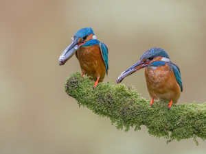 branch, birds, Kingfishers