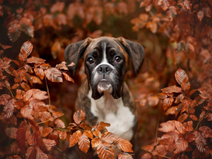 Leaf, boxer, branch pics