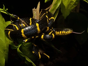 Leaf, Mangrove Snake, branch