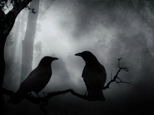 branch, Ravens, Night