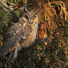 Bird, eagle-owl, branch pics, owl