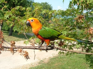 parrot, branch pics, Leaf, conures