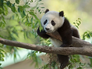 Panda, branch pics, Leaf, trees