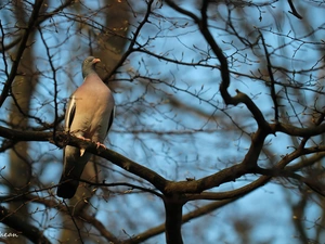 trees, viewes, comber, branch pics, pigeon