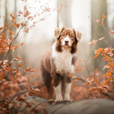 branch pics, dog, Bush, Leaf, trunk, Australian Shepherd