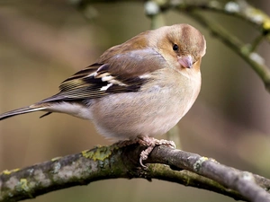 branch, Bird, Sparrow