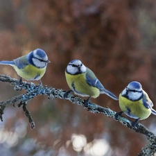 Eurasian Blue Tit, branch, Three, Chickadees, birds