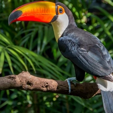 branch, Bird, Toucan