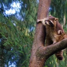 branch, raccoon, trees