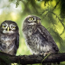 Two, Little Owl, branch, Owls