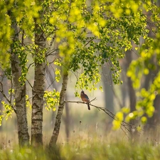 birch, trees, jay, branch, Bird, viewes