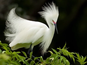 heron, green ones, branch pics, White