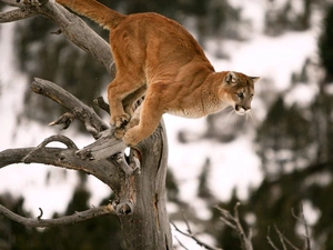 dry, jumping, cougar, branches
