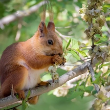 Branches, squirrel, trees