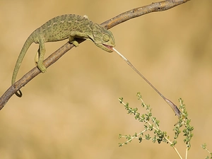 breakfast, Cameleon, bush