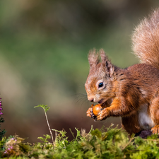 Moss, Briar, squirrel, nut, Ginger