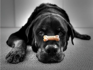 Black, brick, Labrador Retriever, dog