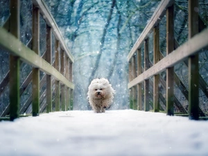 winter, dog, Havanese, bridge