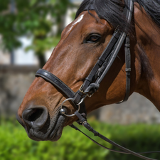 Head, Horse, bridle, Bridle, mouth, bay