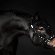 Horse, bridle, Dark Background, halter