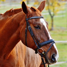 Bridle, Horse, gear