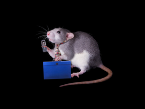 Telephone, Tie, background, briefcase, rat, dark, Funny
