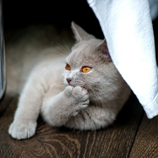 British Cat, floor