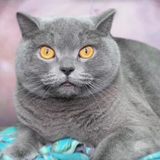 Yellow, Eyes, lying, British Shorthair Cat, Gray