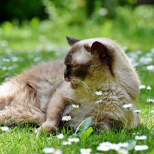 daisies, British Shorthair Cat, Flowers