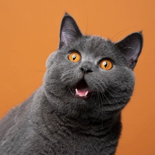 Eyes, British Shorthair Cat, honey