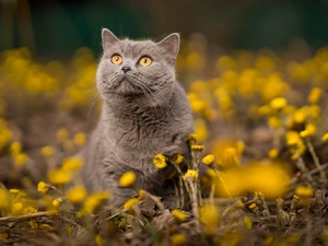 Flowers, British Shorthair Cat, Yellow