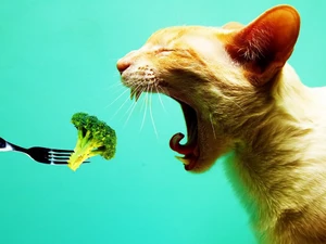 broccoli, cat, fork