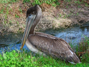 brook, pelican, brown