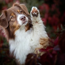 Brown and white, dog, The raised, pud, muzzle, Australian Shepherd