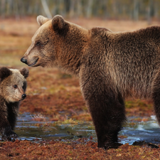 little bear, bears, brown