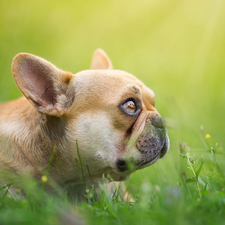 Colourfull Flowers, butterfly, Brown, Puppy, French Bulldog