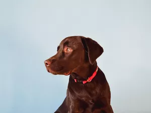 red hot, dog-collar, dog, Labrador Retriever, Brown