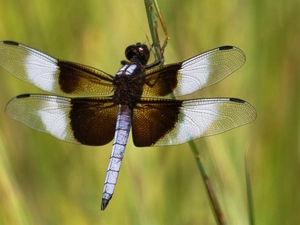 dragon-fly, white, Brown