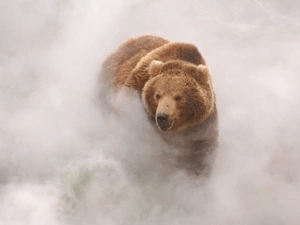 Fog, teddy bear, brown