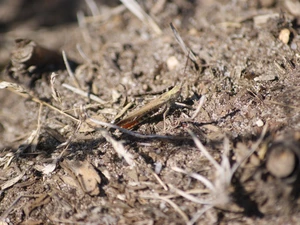 Brown, grasshopper